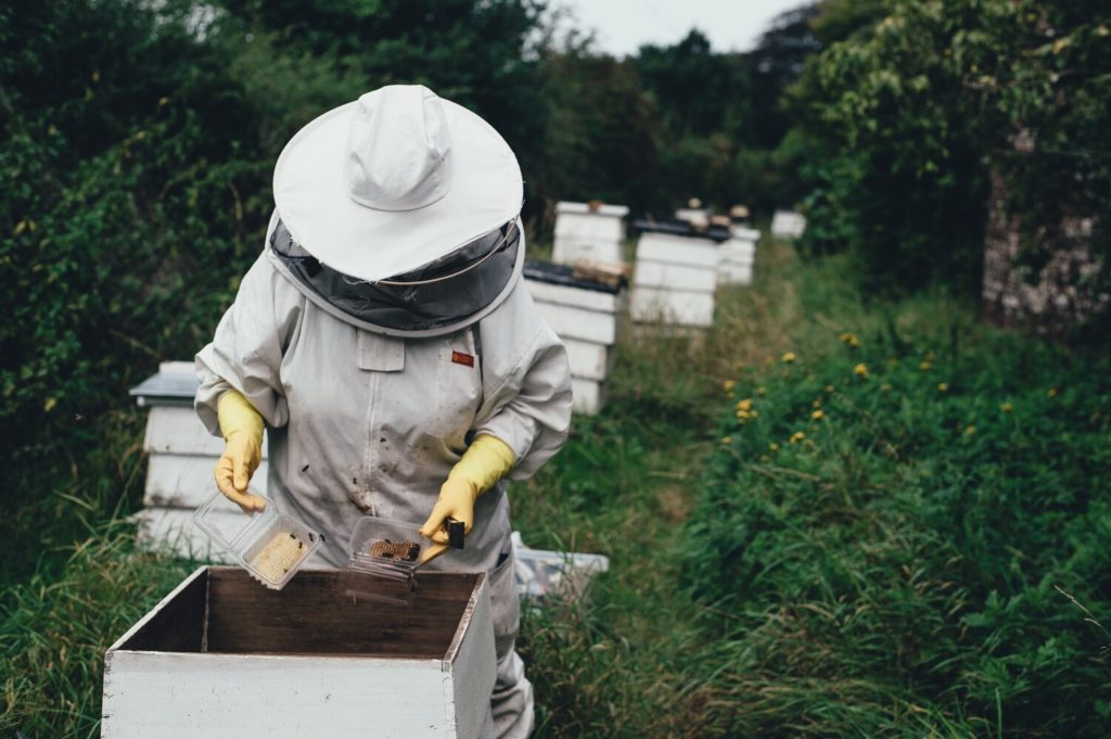 Workplace Engagement: 3 Lessons From Worker Bees
