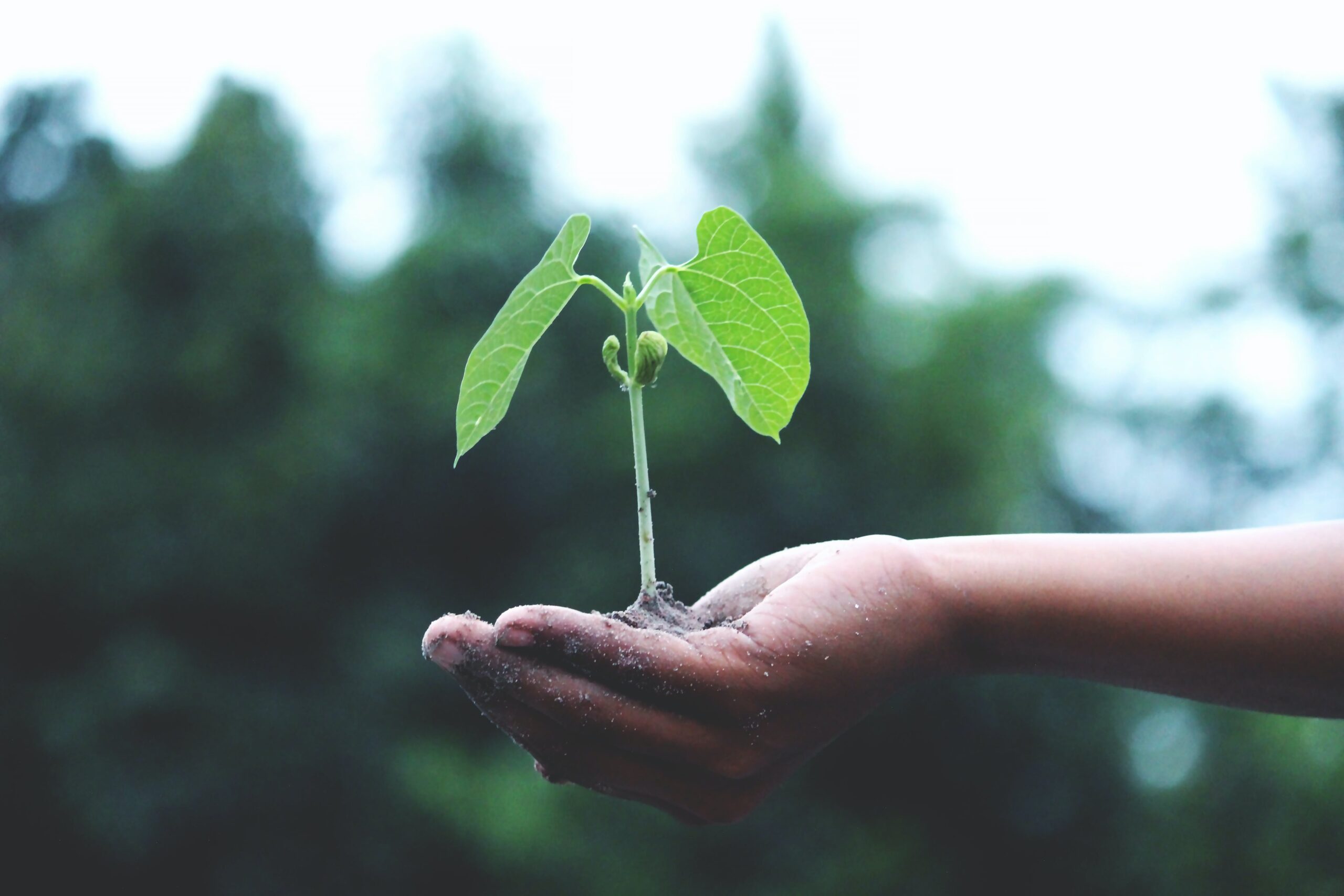 Resource for teaching growth mindset in primary schools